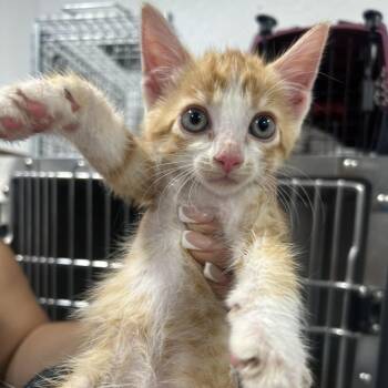 AHNJ-Stray-121029 -  Domestic Short Hair Cat for Adoption in Newark, New Jersey - AHNJ-Stray-121029 | PetCurious