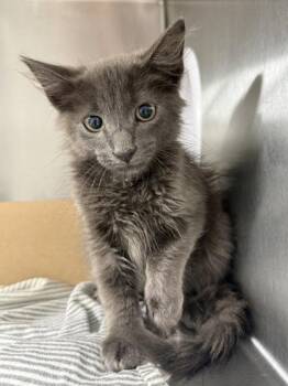 Carousel -  Domestic Short Hair Cat for Adoption in West Chester, Pennsylvania - Carousel | PetCurious