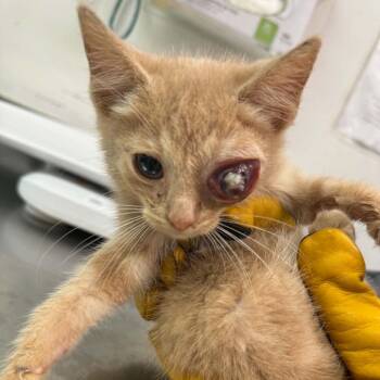 Eddie Vedder -  Domestic Medium Hair Cat for Adoption in Charleston, West Virginia - Eddie Vedder | PetCurious