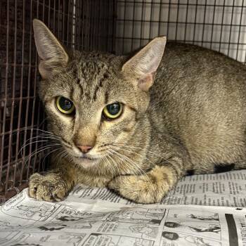 Mandy -  Domestic Short Hair Cat for Adoption in Yuma, Arizona - Mandy | PetCurious