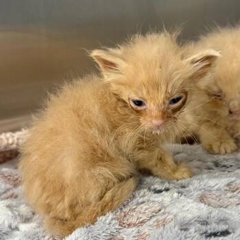 Telemachus -  Domestic Long Hair Cat for Adoption in Spring Hill, Kansas - Telemachus | PetCurious