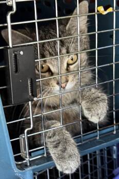 American Shorthair Cats Available for Adoption in Newark, New Jersey - Hannah | PetCurious