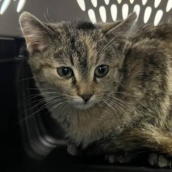 Domestic Short Hair Cats Available for Adoption - Winona | PetCurious