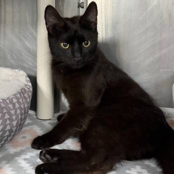 Mercury -  Domestic Short Hair Cat for Adoption in Marion, Virginia - Mercury | PetCurious