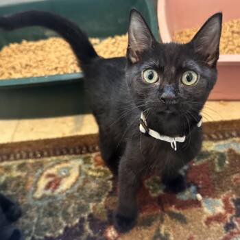 Pork CAQ -  Domestic Short Hair Cat for Adoption in Union, Missouri - Pork CAQ | PetCurious