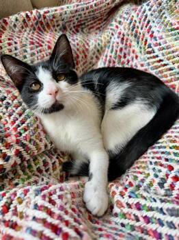 Berthe -  Domestic Short Hair Cat for Adoption in Broomall, Pennsylvania - Berthe | PetCurious