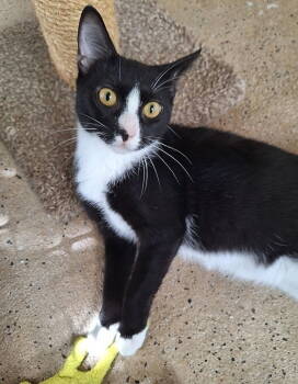 Rescue Domestic Short Hair Cats for Adoption in Tampa, Florida - Tarragon | PetCurious