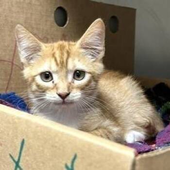 Casanova -  Domestic Short Hair Cat for Adoption - Casanova | PetCurious