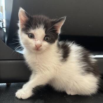 Cowsy -  Domestic Short Hair Cat for Adoption in NEW PT RICHEY, Florida - Cowsy | PetCurious