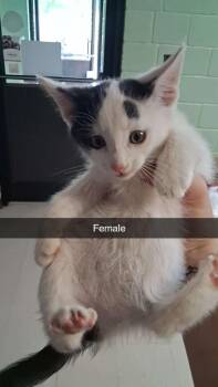 Domestic Long Hair Cats Available for Adoption in Burnsville, North Carolina - Zippity | PetCurious