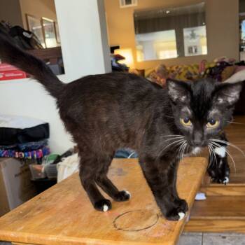 Rescue Domestic Short Hair Cats for Adoption in Long Beach, California - Cookie | PetCurious