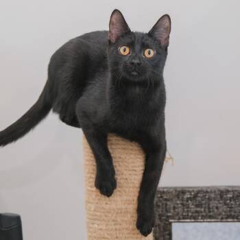 Chrissy -  Domestic Short Hair Cat for Adoption in Newport Beach, California - Chrissy | PetCurious