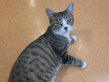 XFINITY -  Domestic Short Hair Cat for Adoption in Martinez, California - XFINITY | PetCurious