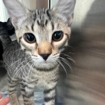 Jamie -  Domestic Short Hair Cat for Adoption in Tampa, Florida - Jamie | PetCurious