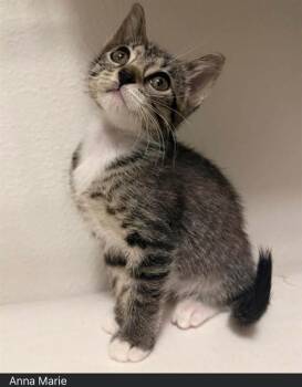 ANNA MARIE -  Domestic Short Hair Cat for Adoption in Ocala, Florida - ANNA MARIE | PetCurious