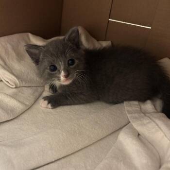 Sprout -  Domestic Short Hair Cat Available for Adoption in Greensboro, Georgia - Sprout | PetCurious