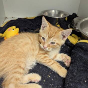 Basil -  Domestic Short Hair Cat for Adoption in Jeffersonville, Indiana - Basil | PetCurious