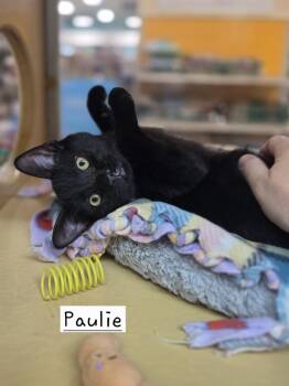 Paulie        PIA -  Domestic Short Hair Cat for Adoption in Metamora, Illinois - Paulie        PIA | PetCurious