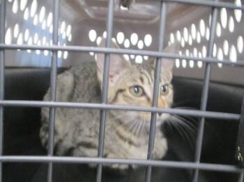 PAN -  Domestic Short Hair Cat for Adoption in Ocala, Florida - PAN | PetCurious