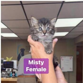 Misty in Manchester, MD -  Domestic Short Hair Cat Available for Adoption - Misty In Manchester, MD | PetCurious