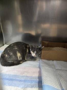 Domestic Short Hair Cats Available for Adoption in Roseville, California - Cereal | PetCurious