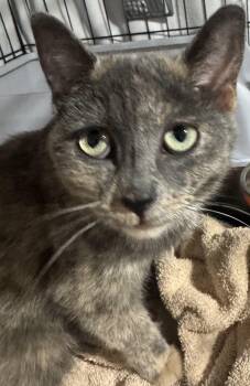 Bridget -  Russian Blue Cat for Adoption in Brampton, Ontario - Bridget | PetCurious