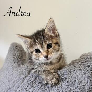Domestic Short Hair Cats Available for Adoption in Duck River, Tennessee - Andrea | PetCurious