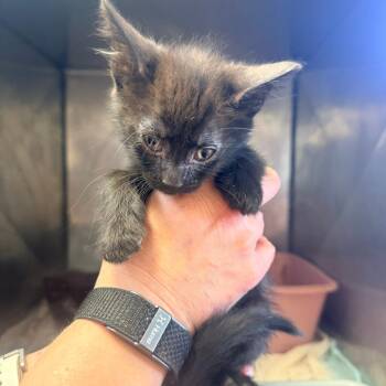Elvira -  Domestic Short Hair Cat Available for Adoption in Corinth, Mississippi - Elvira | PetCurious
