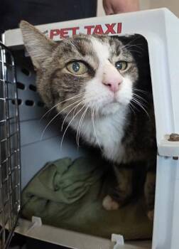 Agatha Christie -  Domestic Short Hair Cat for Adoption in Fresno, California - Agatha Christie | PetCurious