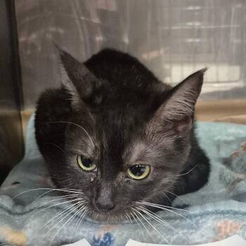 Eileen -  Domestic Short Hair Cat for Adoption in Lake Panasoffkee, Florida - Eileen | PetCurious