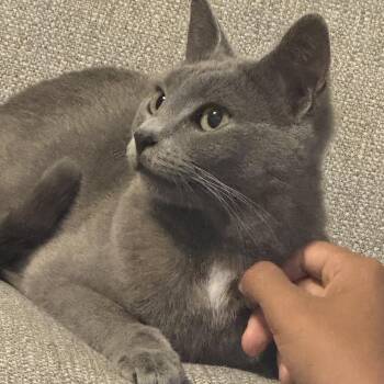 Kaia -  Russian Blue and Domestic Short Hair Cat for Adoption in Syosset, New York - Kaia | PetCurious