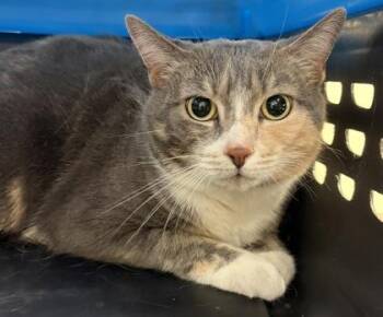 Domestic Short Hair Cats Available for Adoption in West Chester, Pennsylvania - Ming Ming | PetCurious