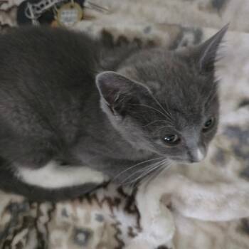 Groot -  Domestic Short Hair Cat for Adoption in Ringtown, Pennsylvania - Groot | PetCurious