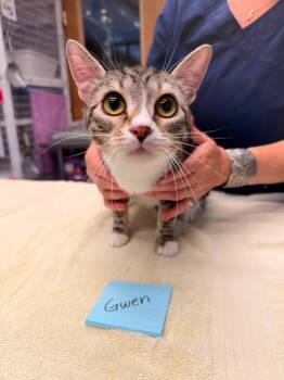 Gwen -  Domestic Short Hair Cat Available for Adoption in Vancouver, Washington - Gwen | PetCurious