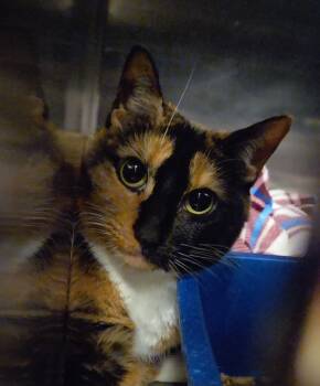 Rescue Domestic Short Hair Cats for Adoption in Ocala, Florida - Jalapeo | PetCurious