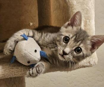Meko Kassir -  Domestic Short Hair and Tabby Cat for Adoption in Chandler, Arizona - Meko Kassir | PetCurious
