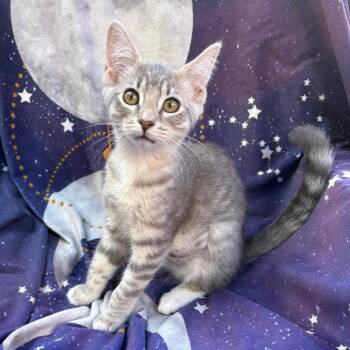 Jalle -  Domestic Short Hair Cat for Adoption in Vallejo, California - Jalle | PetCurious
