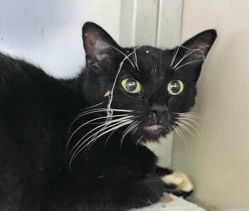Aspen -  Domestic Short Hair Cat for Adoption in Greensburg, Indiana - Aspen | PetCurious