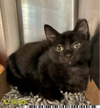 SIMON -  Domestic Medium Hair Cat for Adoption in West Palm Beach, Florida - SIMON | PetCurious