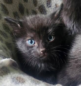 Asher -  Domestic Medium Hair Cat for Adoption in Blairsville, Georgia - Asher | PetCurious