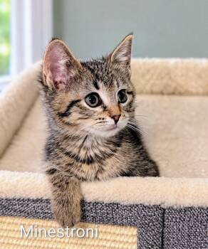 Minestrone MD -  Tabby and Domestic Short Hair Cat for Adoption - Minestrone MD | PetCurious