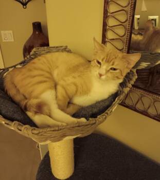 Domestic Short Hair Cats Available for Adoption in Youngtown, Arizona - Fiona / Maeve | PetCurious