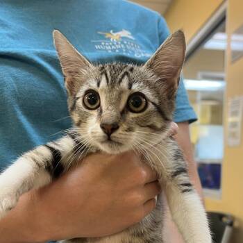 Baxter -  Domestic Short Hair Cat for Adoption - Baxter | PetCurious
