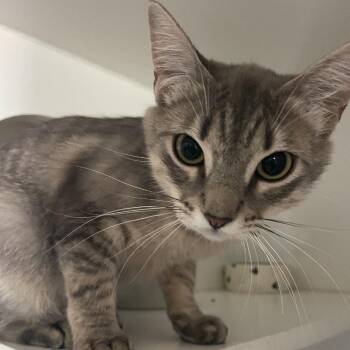 Pebbles -  Domestic Short Hair Cat for Adoption in Prescott, Arizona - Pebbles | PetCurious