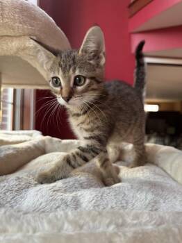 Anchovy -  Domestic Short Hair Cat for Adoption - Anchovy | PetCurious