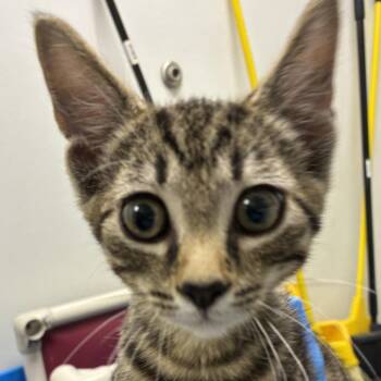 71510 -  Domestic Short Hair Cat for Adoption in Harrisonburg, Virginia - 71510 | PetCurious