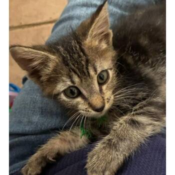 Flycatcher 21 -  Domestic Short Hair Cat for Adoption in Austin, Texas - Flycatcher 21 | PetCurious