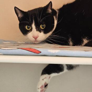 Dean -  Domestic Short Hair Cat for Adoption in Burlington, Ontario - Dean | PetCurious