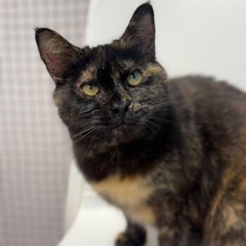 Domestic Short Hair Cats Available for Adoption in Ridgely, Maryland - Claire | PetCurious