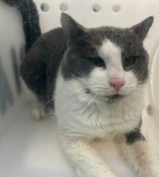 Domestic Short Hair Cats Available for Adoption - Kylo | PetCurious